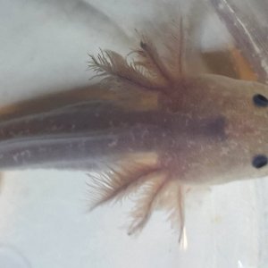 07 03 2017
c. Aquarius Axolotls