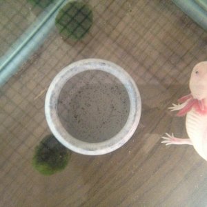 a good shot of kirby and the 2 marimo moss balls i bought recently!!