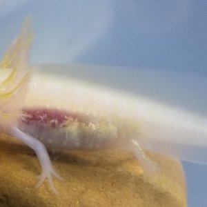 Albino with great body iridophores