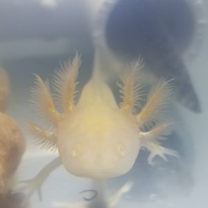 Swimming albino