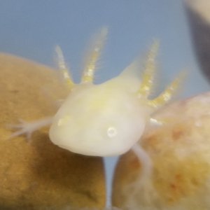 Albino's shiny gill iridophores