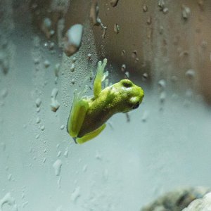 Kanye, American green tree frog