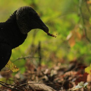 Black vulture