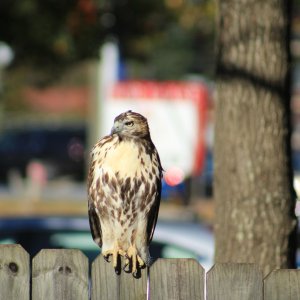 Juvenile Red-tailed hawk