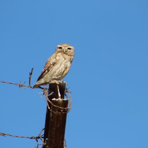 Little owl