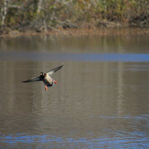 Mallard