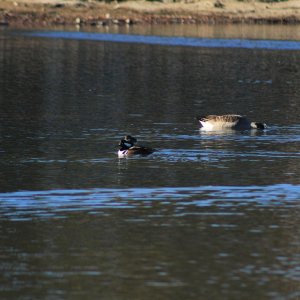 Hooded mergansers & Canada geese