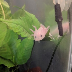 Flotsam resting on a leaf. Not sure what species the plant is.