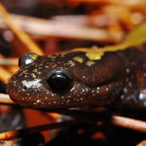 Ambystoma macrodactylum macrodactylum