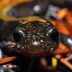 Ambystoma macrodactylum macrodactylum