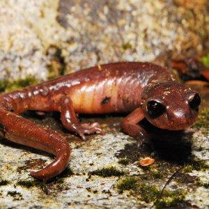 Ensatina eschscholtzii oregonensis