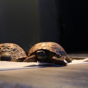 Russian tortoises