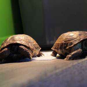 Russian tortoises