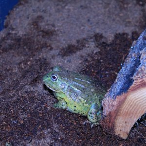 African bullfrog