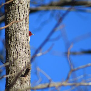 Red-headed woodpecker