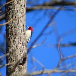 Red-headed woodpecker