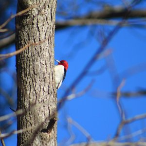 Red-headed woodpecker