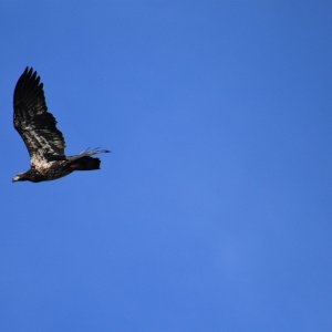 Bald eagle (Immature)