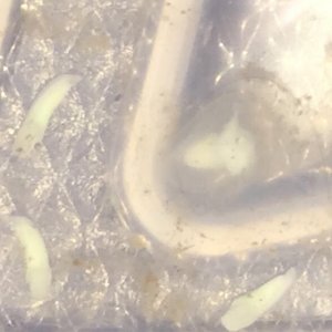 The egg in the upper right corner had two axolotl embryos - twins!  The egg has begun to turn cloudy.   I don't know if they'll hatch. 1/20/2018