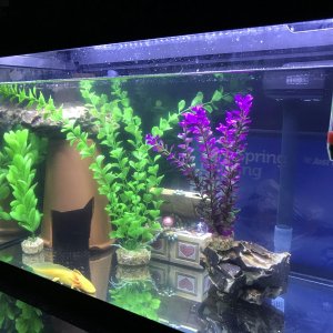 aquarium setup