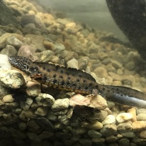 Yearling male crested newt