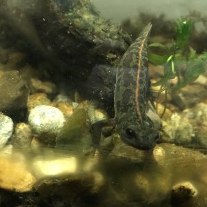 Adult marbled newt, aquatic phase