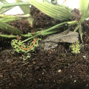 Juvenile Marbled newts