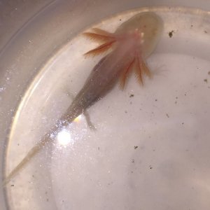 White Albino - approximately 2" - 3/10/18

picture taken a few hours after eating pellets