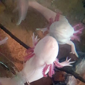 axolotl