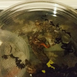 Labeled only as Ensatina. Not exactly sure what type. The seller didn't sound like he was too sure about anything he was selling. I believe it's a Mon