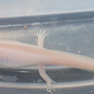 Axanthic Melanoid Albino