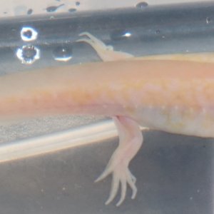 Melanoid Albino