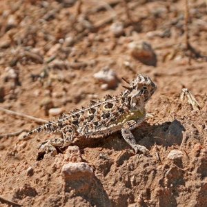 Texas horned lizard