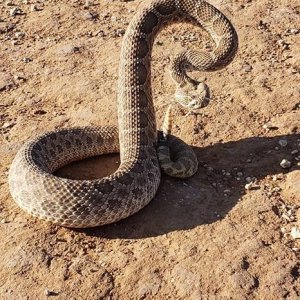 western diamondback