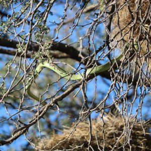 Boomslang