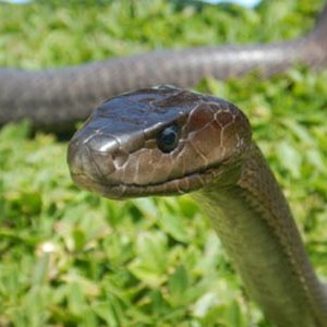 Black mamba