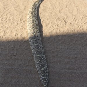 Puff adder