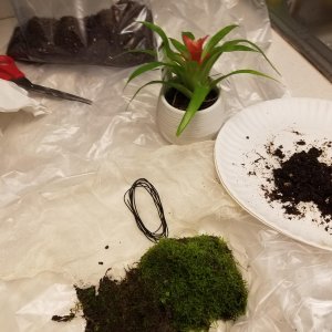 13: Cheese cloth, a small amount of damp potting soil, moss and bonsai are needed for the bromeliad bouquet.