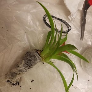 14: Bromeliad is stripped to root-ball and wrapped in cheese cloth along with a small amount of potting soil.