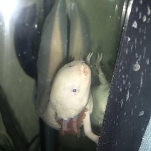 This was the first day I put my axolotle in the tank again. Z