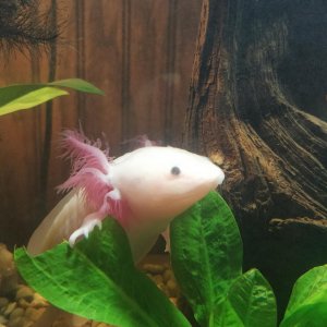 Axolotl