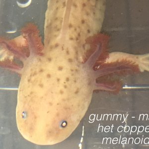 gummy - male
het copper melanoid