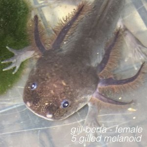 gill-berta - female
5 gilled melanoid