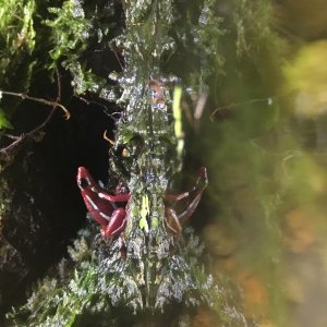 Epipedobate tricolor