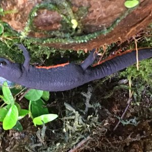 I also have a female fire belly newt (Cynops orientallis) and I would like to reproduce her. I am looking for a male and would like to either buy it o