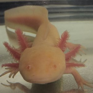 Melanoid albino - father of eggs that are for sale