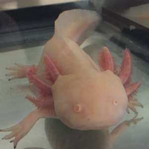 White albino - mother of eggs that are for sale