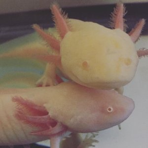 Albino eggs for sale!  white albino x melanoid albino