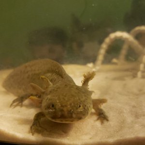 He's got a little sand on his head because he was digging.