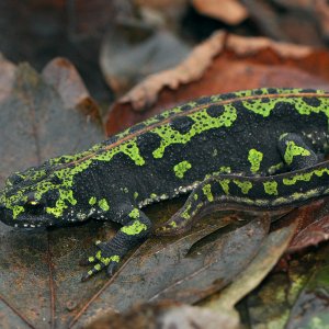 marbled newt4